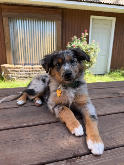 Maple Leaf Pet Tag