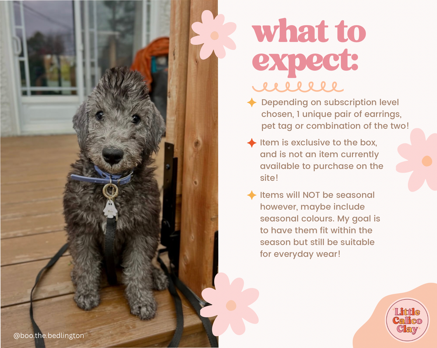 CALICO CLUB - Monthly Mystery Pet Tag